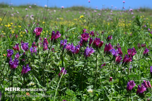 Harvesting borage herb in Gilan province
