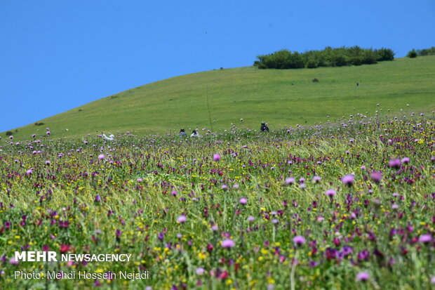 Harvesting borage herb in Gilan province
