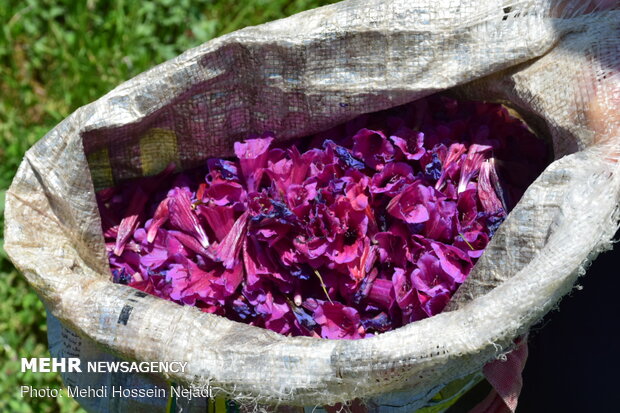 Harvesting borage herb in Gilan province
