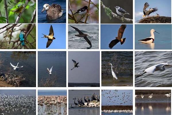 دورهمی پرندگان مهاجر در میانکاله/ پاییزگذرانی ۱۰۰ گونه