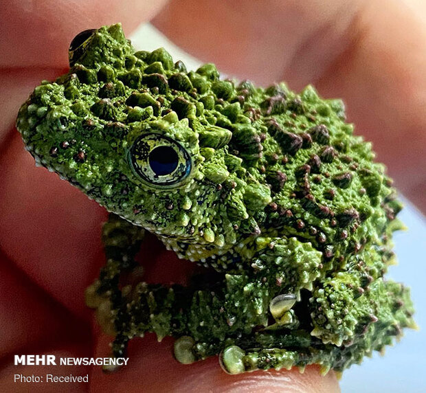 قورباغه‌های خزه‌ای