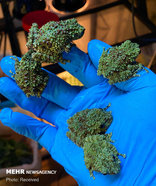 قورباغه‌های خزه‌ای