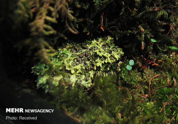 قورباغه‌های خزه‌ای