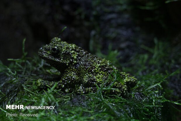 قورباغه‌های خزه‌ای