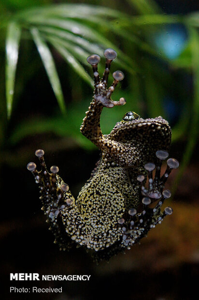 قورباغه‌های خزه‌ای