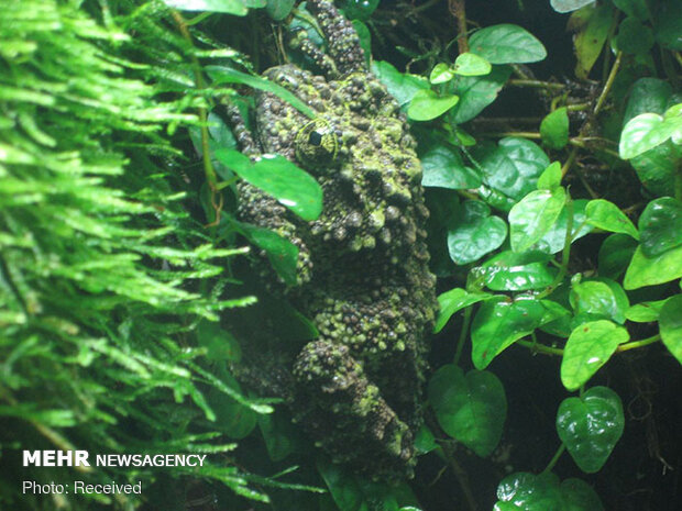 قورباغه‌های خزه‌ای