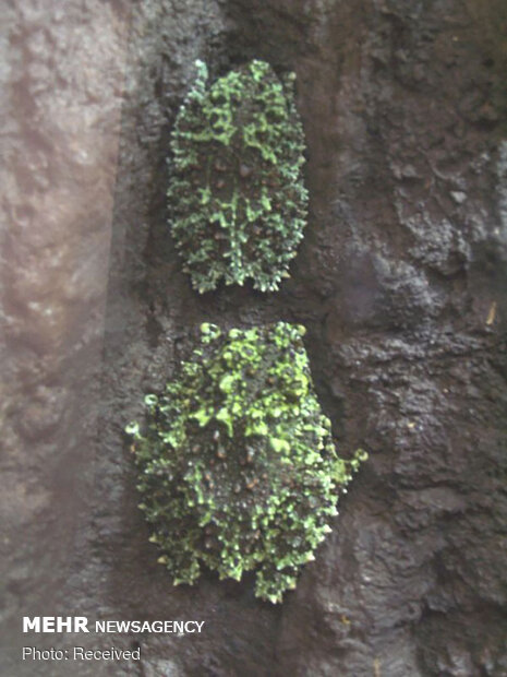 قورباغه‌های خزه‌ای