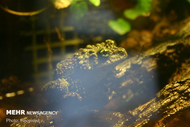 قورباغه‌های خزه‌ای