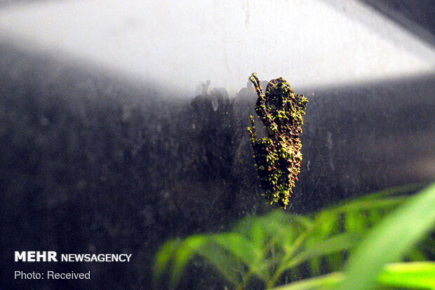 قورباغه‌های خزه‌ای