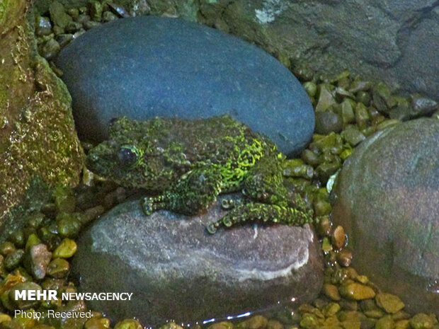 قورباغه‌های خزه‌ای