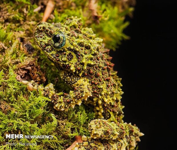 قورباغه‌های خزه‌ای