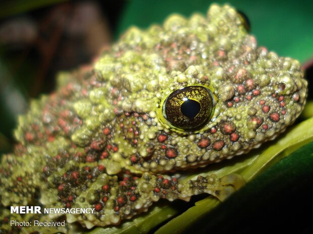 قورباغه‌های خزه‌ای