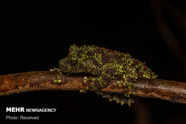 قورباغه‌های خزه‌ای