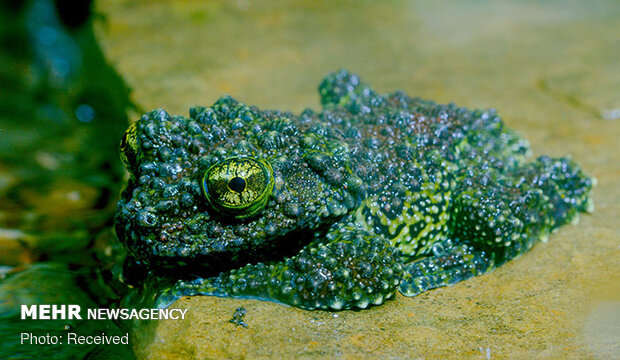 قورباغه‌های خزه‌ای