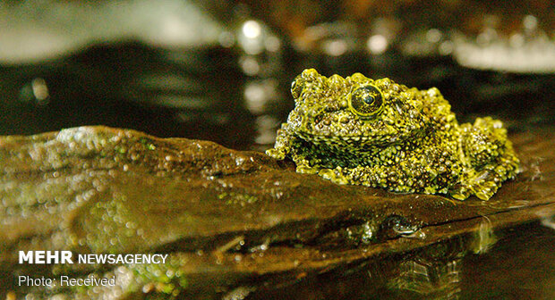 قورباغه‌های خزه‌ای