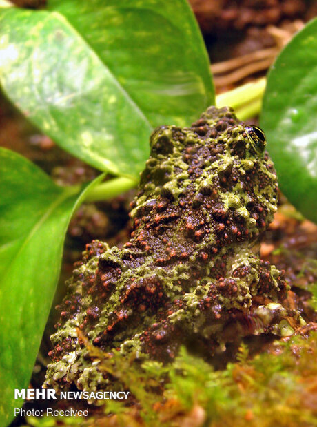 قورباغه‌های خزه‌ای