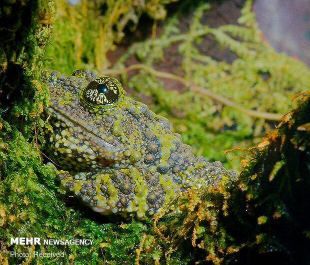 قورباغه‌های خزه‌ای