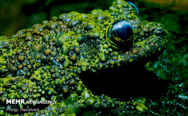 قورباغه‌های خزه‌ای