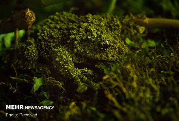 قورباغه‌های خزه‌ای