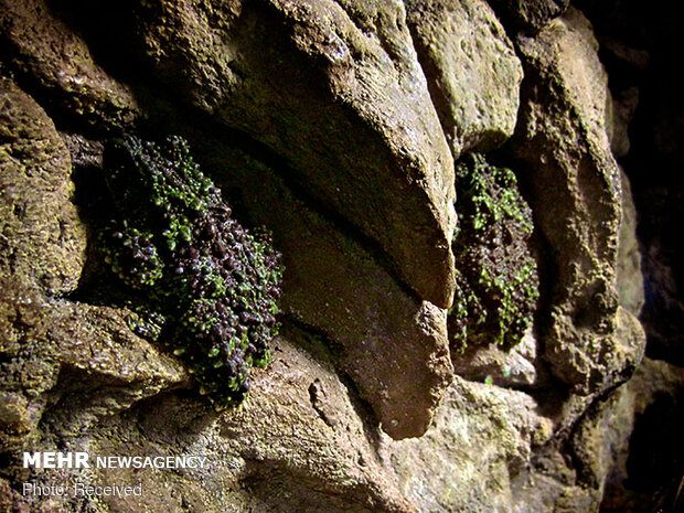 قورباغه‌های خزه‌ای