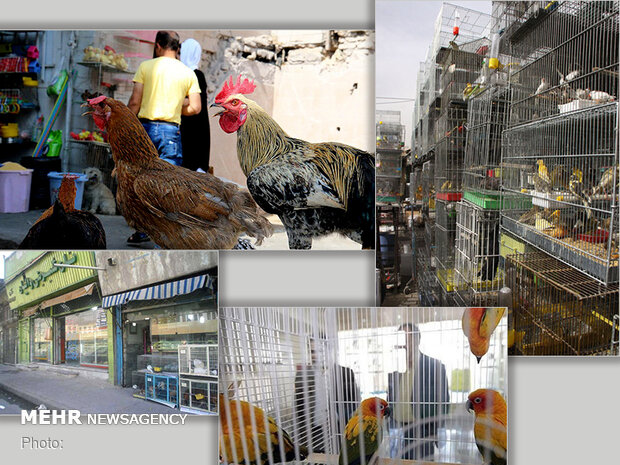 معضلات پرنده‌فروشی در میدان کرج/نگرانی از انتقال بیماری‌های مشترک