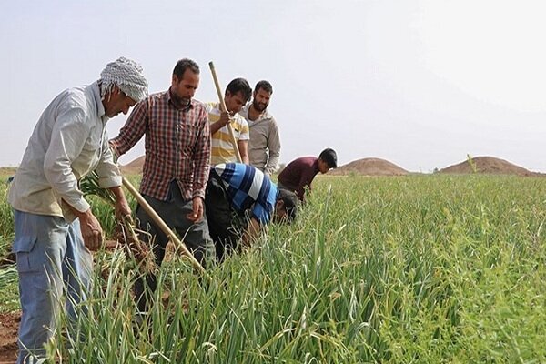 کاسبی دلالان از کرونا/ سود ۱۰ برابری خرید و فروش سیر