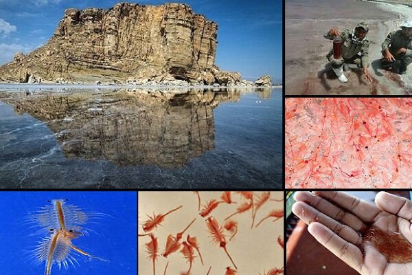 تداوم حیات تنها موجود زنده دریاچه ارومیه/ بیم و امیدها ادامه دارد