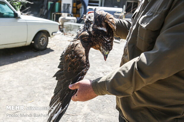 Various birds of prey return to nature after treatment
