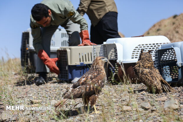 Various birds of prey return to nature after treatment