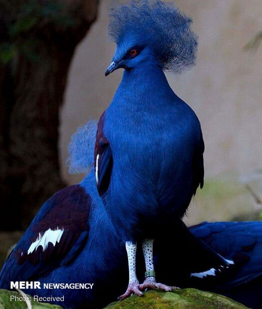 زیباترین پرندگان از گوشه و کنار دنیا