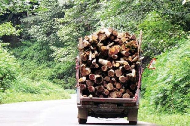 ۲ تن چوب بلوط قاچاق در نجف‌آباد کشف شد