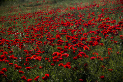 Tulip plain in western Iran