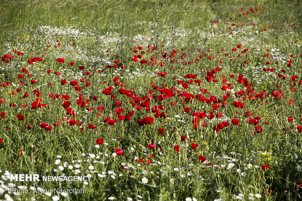 Tulip plain in western Iran