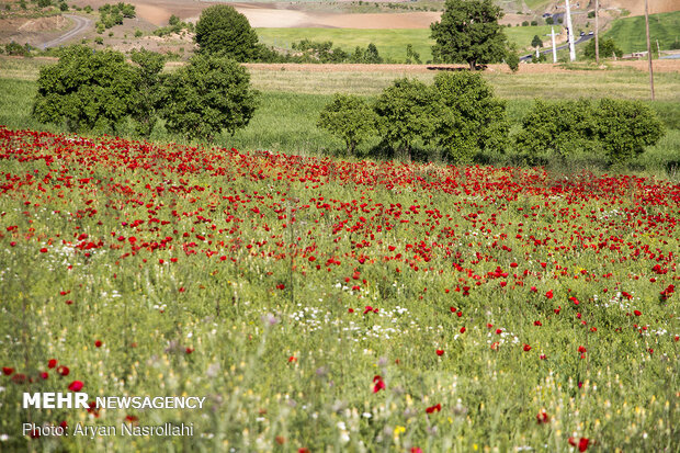 Tulip plain in western Iran