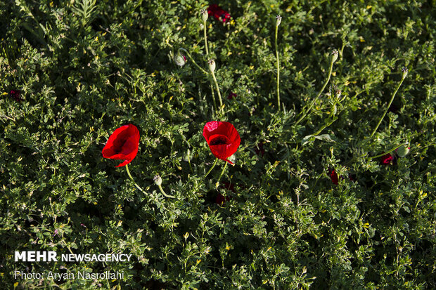 Tulip plain in western Iran