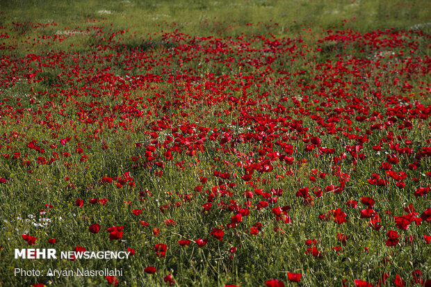 Tulip plain in western Iran