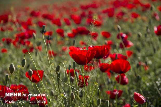 Tulip plain in western Iran