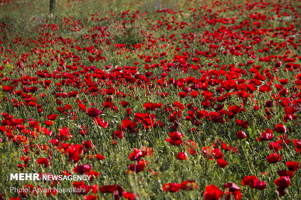 Tulip plain in western Iran