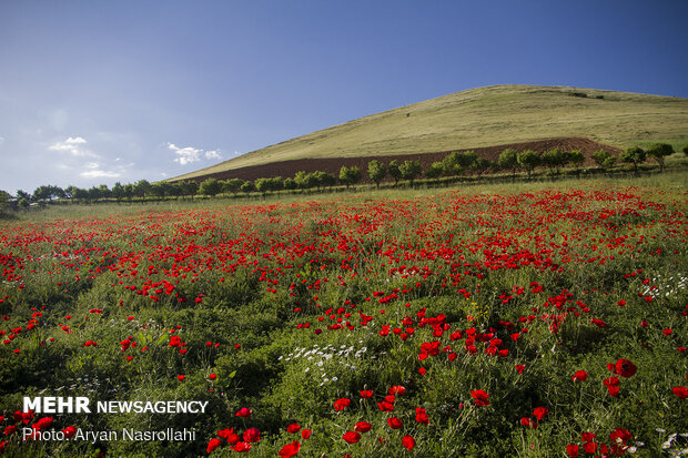 Tulip plain in western Iran