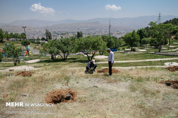 Planting olive sapling to mark Intl. Quds Day
