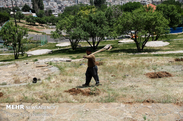 Planting olive sapling to mark Intl. Quds Day
