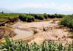 ۲ هزار هکتار از اراضی کشاورزی مورموری دچار خسارت شد