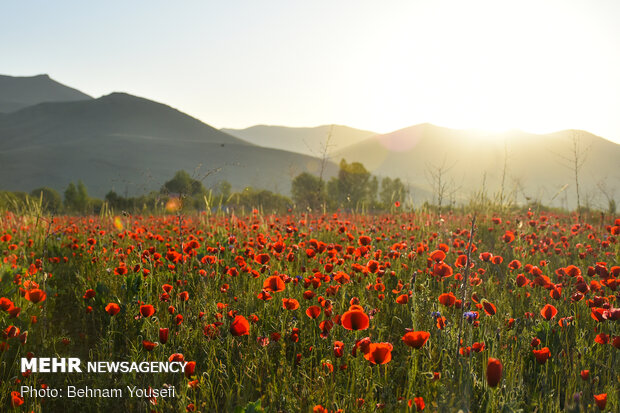 Wild tulips in Arak