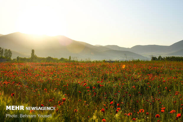 Wild tulips in Arak