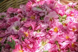 بجنورد میں گل محمدی جمع کرنے کا سلسلہ جاری
