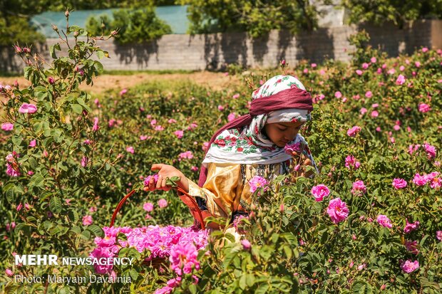 Harvesting damask rose in N. Khorasan province