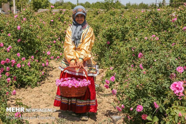 Harvesting damask rose in N. Khorasan province