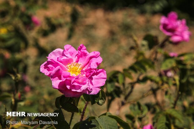 Harvesting damask rose in N. Khorasan province