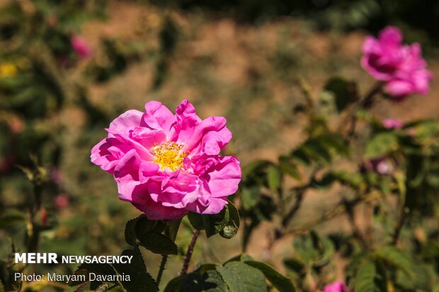 برداشت گل محمدی در بجنورد