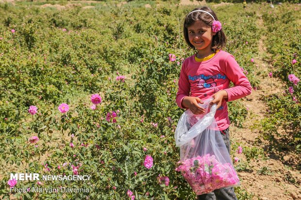 Harvesting damask rose in N. Khorasan province